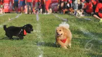 Hilang 5 Tahun, Anjing Ini Akhirnya Bertemu Lagi dengan Pemiliknya