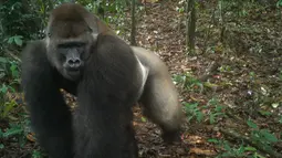 Foto yang diambil oleh jebakan kamera menunjukkan gorila Cross River di Pegunungan Mbe di Nigeria pada 22 Mei 2020. Masyarakat Konservasi Satwa Liar (WCS) mengatakan penampakan ini menimbulkan harapan bahwa hewan yang berisiko punah itu masih bisa bereproduksi. (WCS Nigeria via AP)