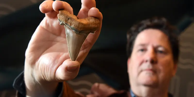 Gigi Hiu Langka Ditemukan di Australia