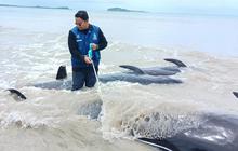 FOTO: Puluhan Paus Pilot Terdampar di Pantai Mbadokai NTT