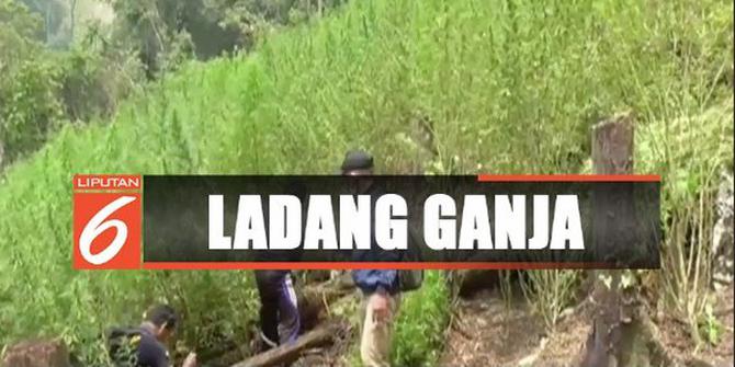 BNN Temukan Lahan Ganja 7 Hektare di Mandailing Natal