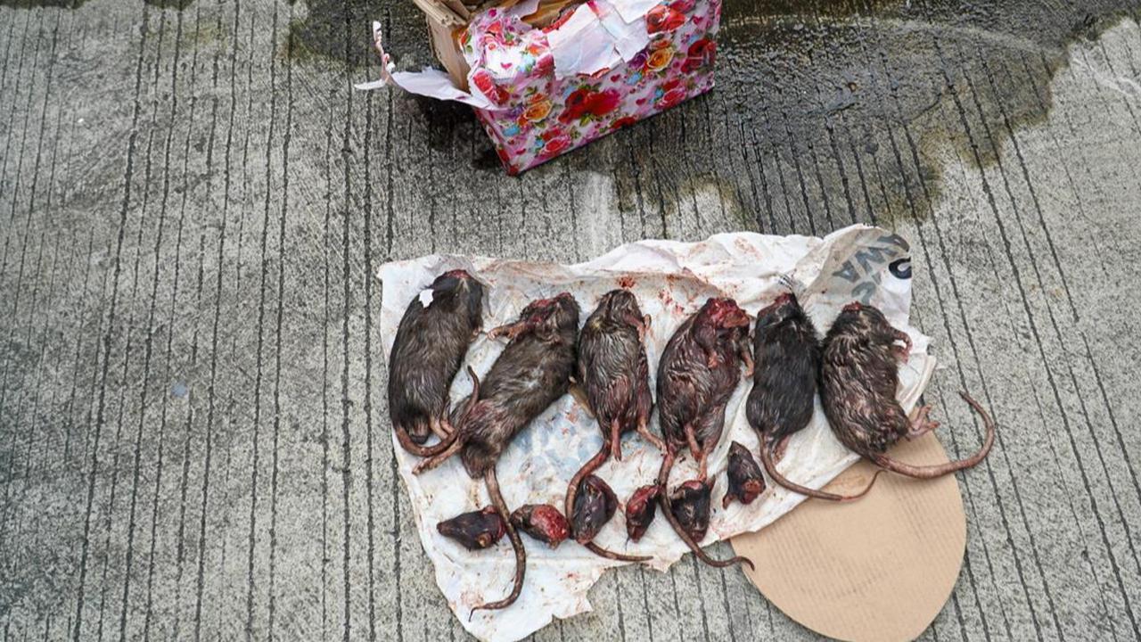 Usai Kepala Babi, Tempo Dapat Kiriman 6 Bangkai Tikus