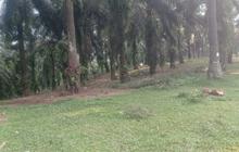 Ribuan Meter Lahan Pertanian di Lebak Rusak Akibat Hama Babi Hutan Lebak, Petani Merugi dan Duga Perubahan Habitat Jadi Pemicu