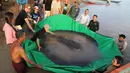 Dalam foto yang diambil pada 14 Juni 2022, tim ilmuwan dan peneliti bersiap melepaskan ikan pari air tawar raksasa ke Sungai Mekong, Kamboja. Betina sepanjang empat meter itu dilepaskan kembali ke sungai setelah diberi tanda elektronik untuk memungkinkan para ilmuwan memantau gerakan dan perilakunya. (Chhut Chheana/Wonders of the Mekong via AP)