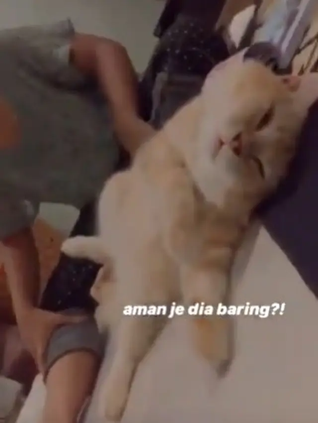 Bocah nangis tugasnya dirusak kucing