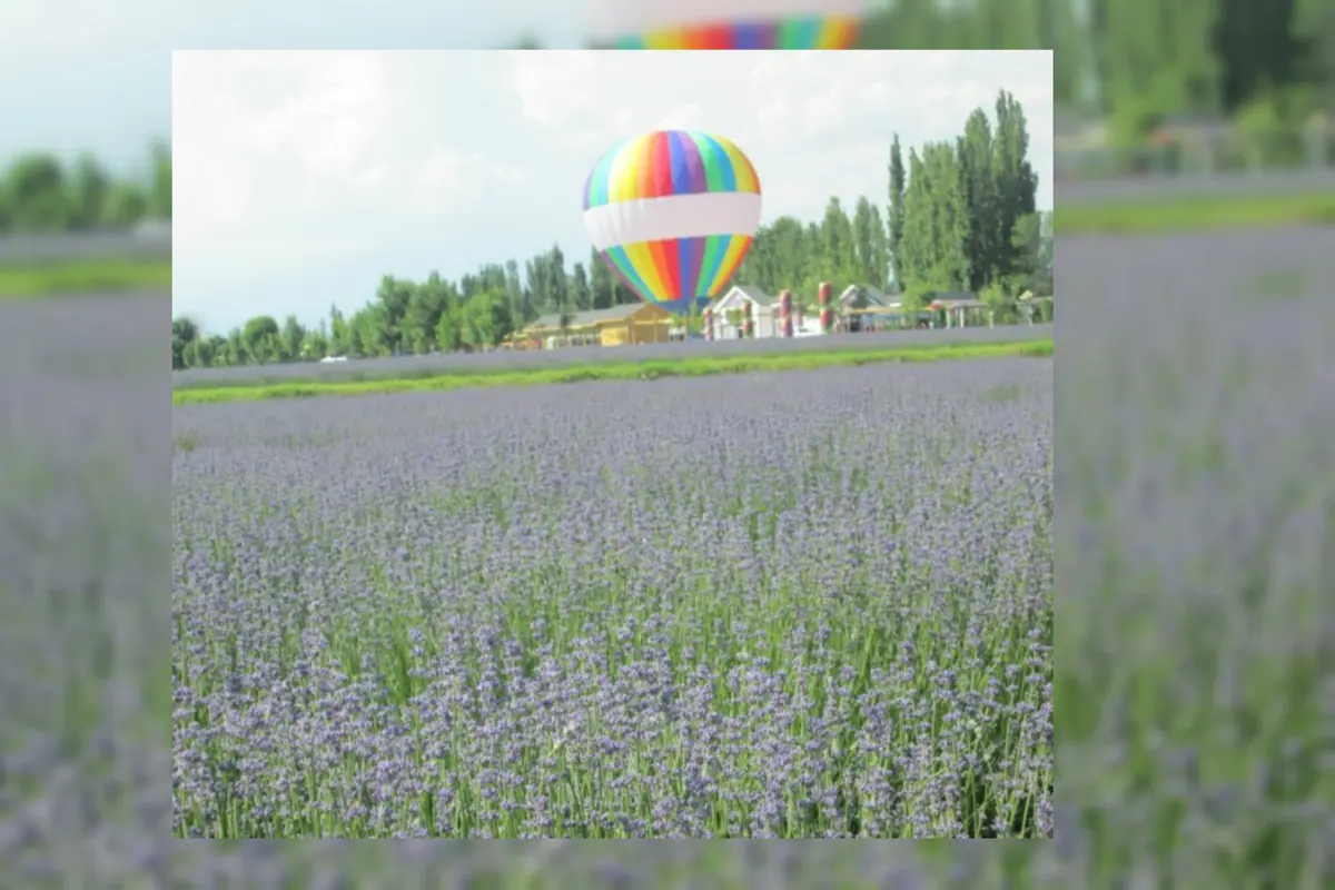 Kebun Lavender Terbesar Seluruh Asia Ada di Yili, Xinjiang 
