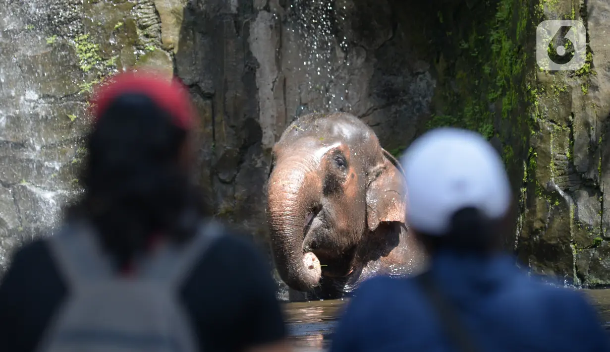 Gajah berendam dalam air di Taman Marga Satwa Ragunan, Jakarta  Sabtu (13//3/2021). Taman Marga Satwa Ragunan kembali dibuka bagi pengunjung dengan KTP DKI maupun non-DKI. (merdeka.com/Imam Buhori)