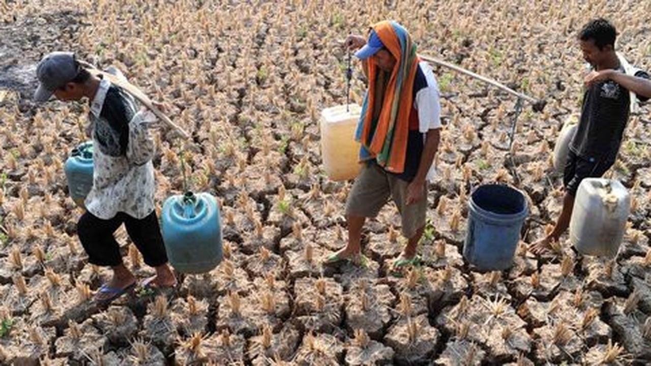 Menteri Amran: Air hujan bakal mengairi sawah di Cirebon 10-20 tahun