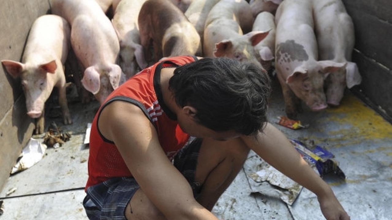 Pemindahan ratusan babi dari bantaran Sungai Cisadane
