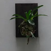 Ilustrasi Daun Tanduk Rusa (Credit: Unsplash/@nuarharuha)