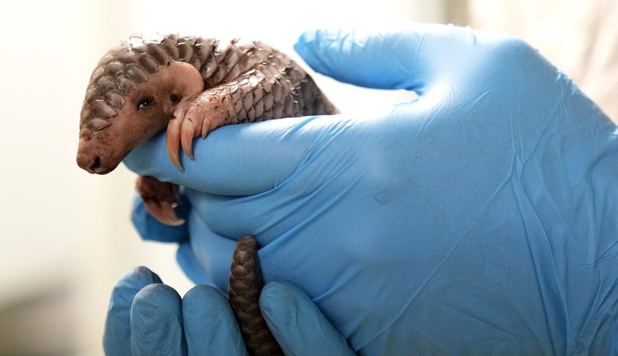 Seorang penjaga menggendong bayi trenggiling China untuk ditimbang di Kebun Binatang Praha, Republik Ceko, Kamis (23/2/2023). Bayi trenggiling betina yang lahir di kebun binatang Praha pada 2 Februari 2023 lalu, sebagai kelahiran pertama hewan yang terancam punah di benua Eropa, dan baik-baik saja, kata taman itu. (AP Photo/Petr David Josek)
