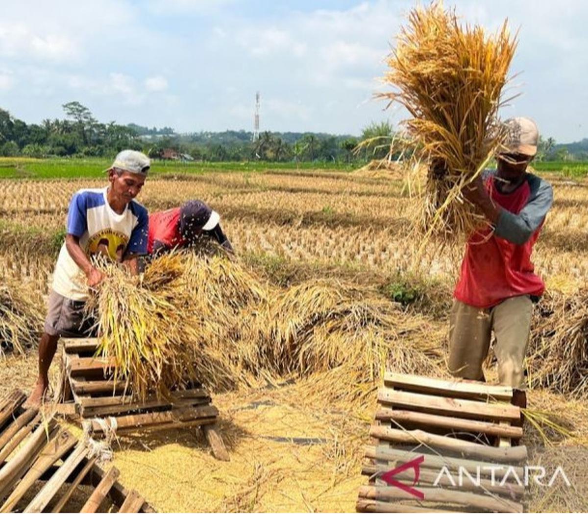 Trivia: Kebijakan 'Any Quality' Bulog Uji Kualitas Beras Nasional, Ini Tantangan dan Solusinya