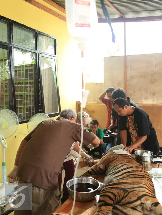 Harimau Sumatera saat menjalani operasi di Taman Nasional Batang Gadis, Sumut, Senin (30/11/2015). Harimau tersebut harus menjalani operasi karena kakinya terluka dan membusuk akibat terkena perangkap Rusa. (Foto: Ori Kakigunung)