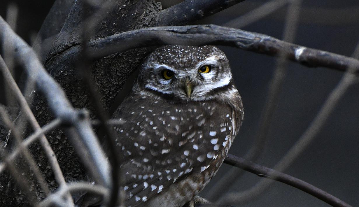 Seekor burung hantu tutul terlihat di cabang pohon di Kathmandu (18/1/2021). Danau tersebut, bisa dibilang satu-satunya badan air bersih yang tersisa di Lembah Kathmandu, adalah tempat persinggahan berbagai spesies burung yang bermigrasi. (AFP/Prakashh Mathema)