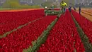Petani bekerja di ladang tulip di Meerdonk, Belgia (3/5/2021). Sebagian besar tulip di wilayah ini ditanam khusus untuk umbi dan bukan bunganya, namun bunganya tetap di ladang sampai mekar sempurna sebelum ditebang. (AP Photo/Virginia Mayo)