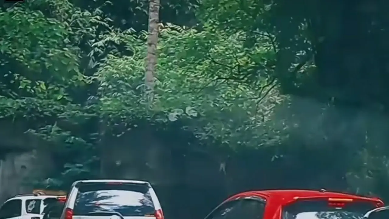Viral Singa Tabrak Mobil di Taman Safari, Warganet: Pemiliknya Kok Enggak Marah?