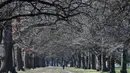 Seorang pria berjalan di antara pepohonan di Hagley Park di Christchurch, Selandia Baru pada Minggu (9/8/2020). Selandia Baru pada Minggu kemarin telah berhasil melewati 100 hari tanpa merekam kasus Virus Corona COVID-19 yang ditularkan secara lokal. (AP Photo/Mark Baker)