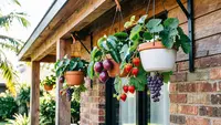 12 Tanaman Buah Merambat yang Bisa Tumbuh Subur di Pot Gantung Kecil, Cocok untuk Rumah Minimalis