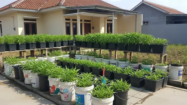 Ide Kebun Kangkung untuk Rumah Type 36 yang Bisa Buat Sambilan