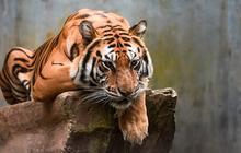 FOTO: Kebun Binatang Bandung Disorot Usai Kematian Dua Anak Harimau Benggala