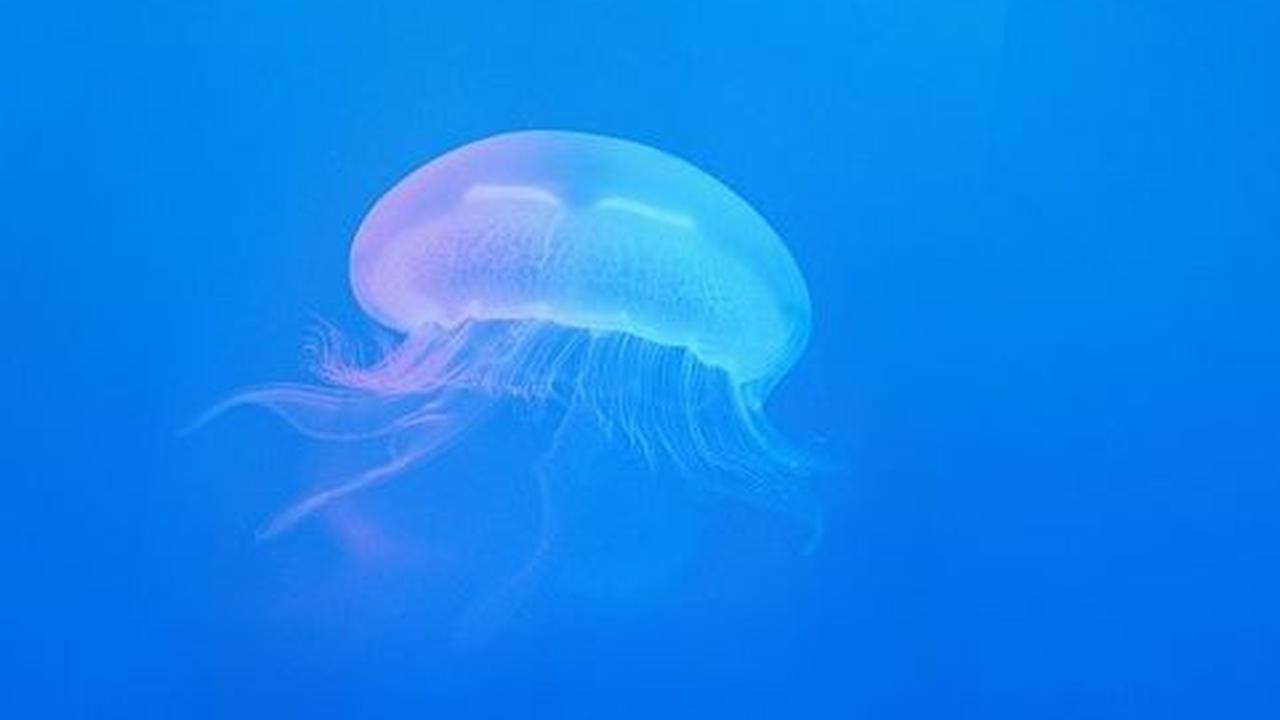 Cerita Ilmuwan yang Pernah Masuk Lubang Bawah Laut yang Mengerikan