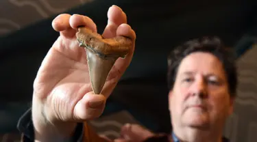 Seorang penggemar amatir fosil, Philip Mullaly memegang gigi langka dari hiu raksasa prasejarah di Museum Melbourne, Kamis (9/8). Philip Mullaly menemukan fosil set gigi langka dari hiu tersebut di Pantai Australia. (AFP Photo/William WEST)
