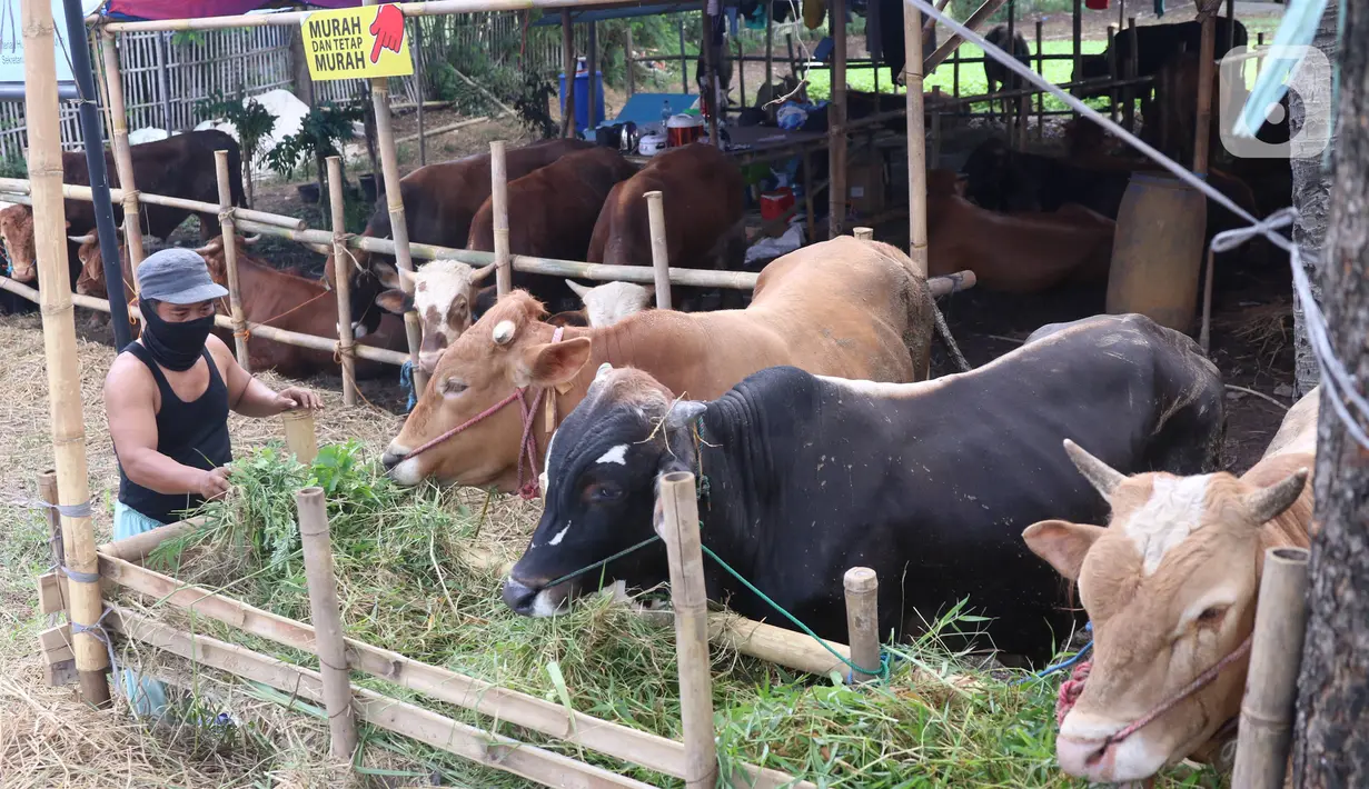 Pedagang memberikan pakan kepada hewan kurban yang akan di jual di Tangerang, Selasa (21/7/2020). Jelang Idul Adha 1441 H penjualan hewan kurban mulai bermunculan dan mulai banyak pesanan. (Liputan6.com/Angga Yuniar)