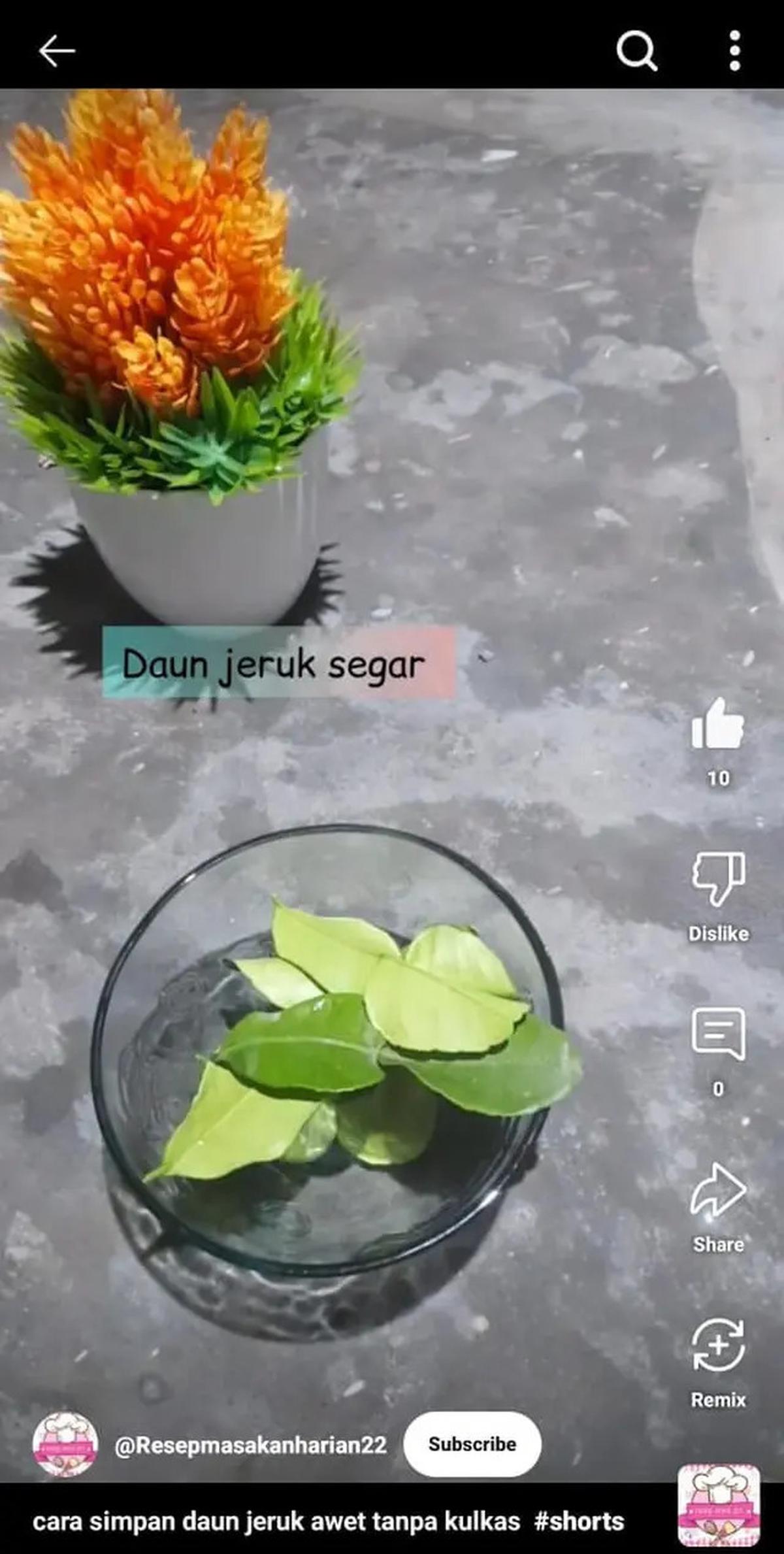Cara Menyimpan Daun Jeruk agar Tetap Segar hingga Seminggu