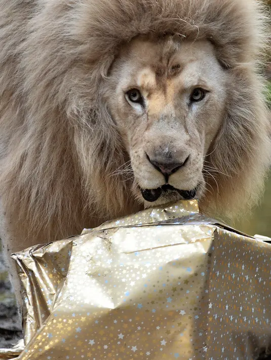 Singa putih Yabou menatap kearah kamera saat membuka kado Natal di kebun binatang La Fleche di Prancis, (23/12). Menyambut Natal, kebun binatang La Fleche memberikan kado spesial kepada binatang yang ada ditempat tersebut. (AFP/JEAN-FRANCOIS MONIER)