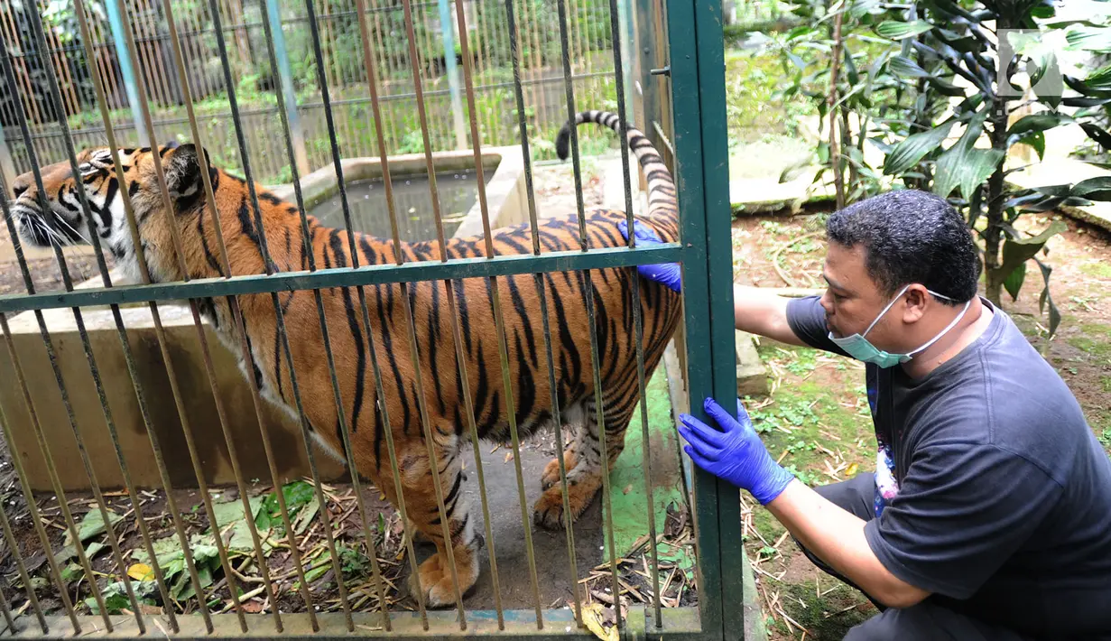 Dokter hewan yang juga aktivis ASTI memeriksa Eva Harimau Sumatera di tempat Pusat Transit Satwa Gadog ASTI Bogor, Senin (11/3). Sebelumnya Eva dipelihara pengusaha pada sebuah viila di Gununggeulis Bogor pada Oktober 2013 silam. (merdeka.com/arie basuki)
