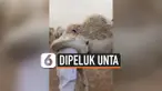 THUMBNAIL DIPELUK UNTA