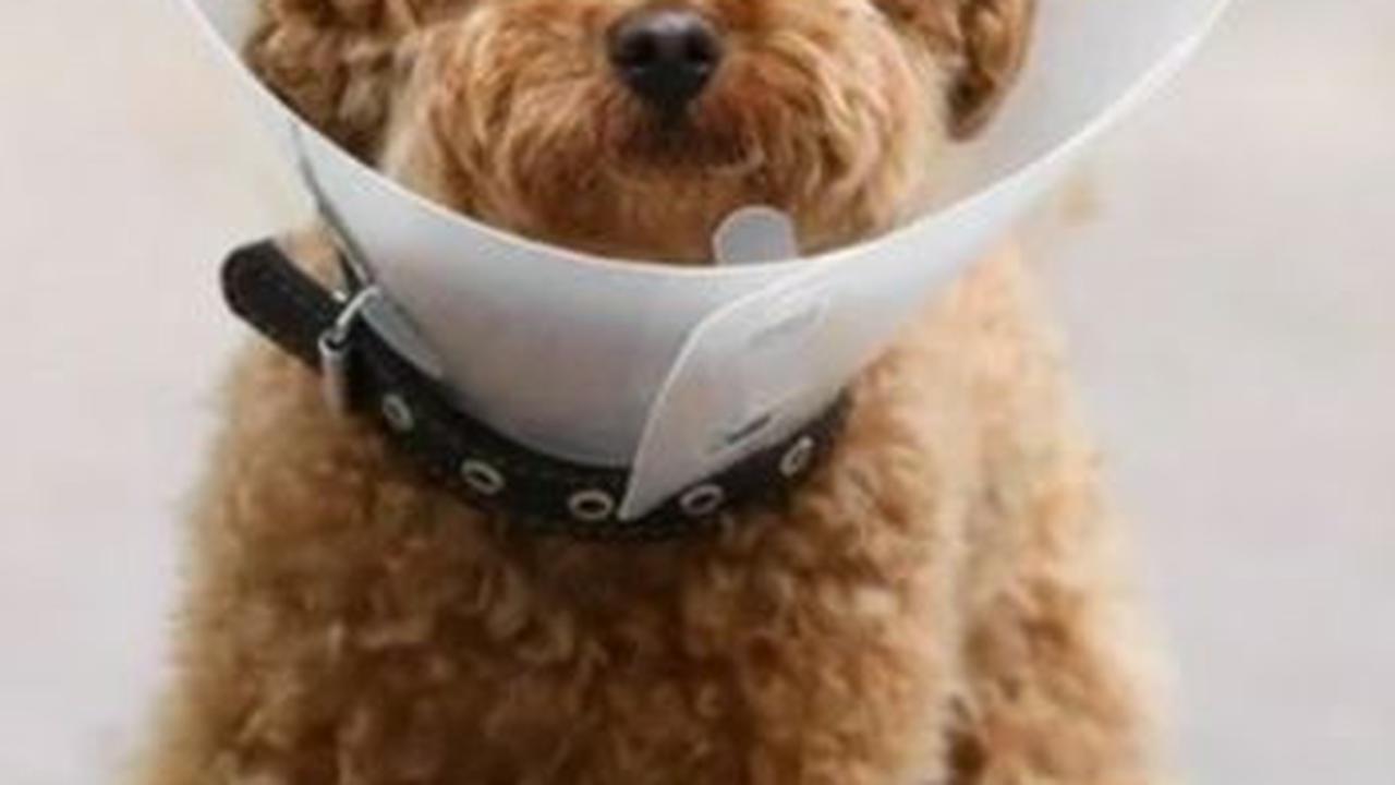 Sang kakek menemukan solusi unik dengan menggunakan dog collar baru, biasanya digunakan untuk mencegah anjing menjilat luka setelah cedera atau operasi. Ia dengan cermat memasang kerah tersebut di sekitar leher cucunya.<br><br>Foto: Shutterstock