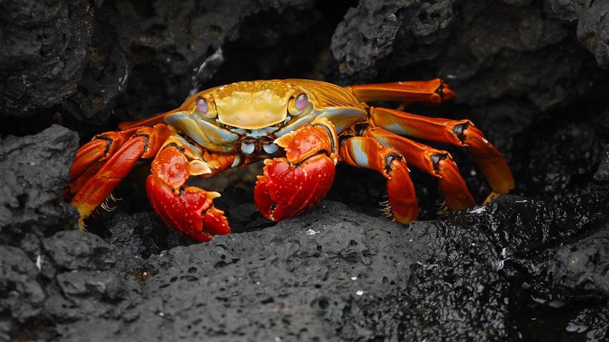 15 Arti Mimpi Tentang Kepiting, Memiliki Tafsir Unik - Ragam Bola.com