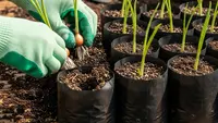 7 Panduan Menanam Bawang Merah di Pot Vertikal untuk Lahan Super Sempit, Panen Melimpah di Rumah