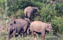 Aceh Timur Pasang 79,92 Km Kawat Kejut Gajah, Atasi Konflik Satwa Liar di Pedalaman