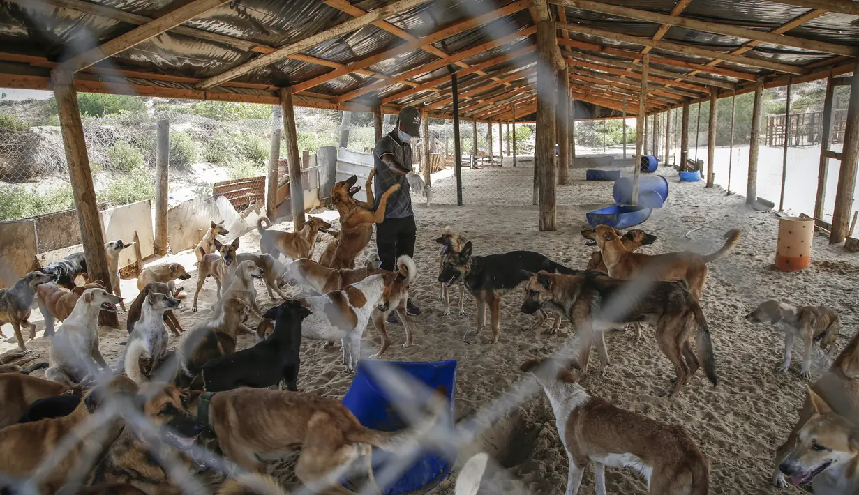 Relawan Palestina di Sula Society for Animal Care Saeed al-Err merawat anjing liar di  asosiasi penampungan di Kota Gaza (9/9/2020). (AFP Photo/Mohammed Abed)