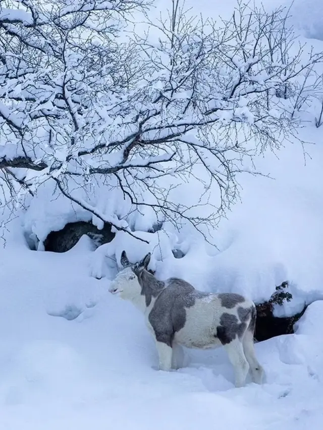 Moose Piebald muncul di Norwegia (Foto: Thomas Mørch)