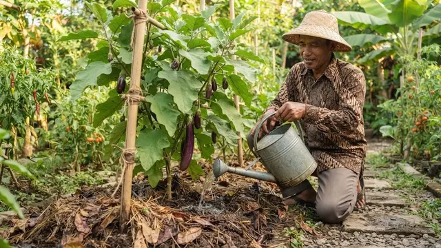 Menyiram Tanaman Terong