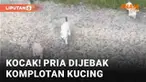 Manusia kerap kali tidak tega saat melihat anak kucing terlantar. Niat untuk menyelamatkan dan mengadopsi seketika muncul karena rasa sayangnya. Namun apa jadinya bila rasa iba manusia seakan dimanfaatkan komplotan kucing?