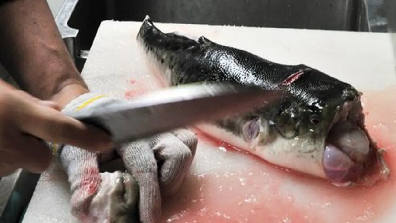 Ikan fugu (AFP)