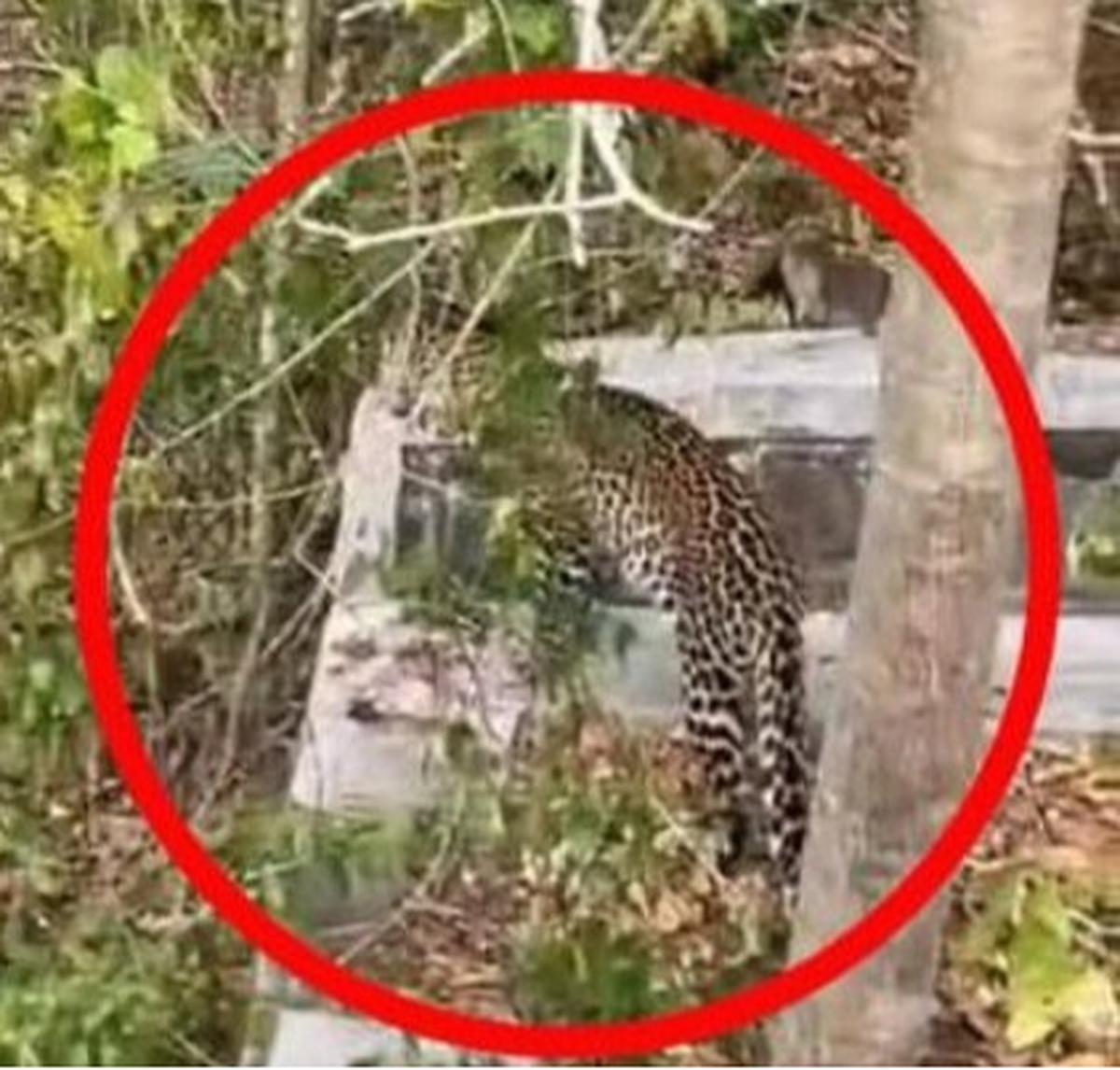 ilustrasi macan tutul