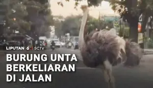 Burung Unta Berkeliaran di Jalan