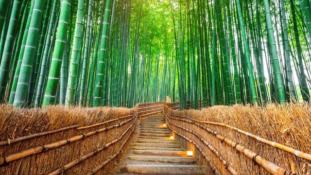 Arashiyama Bamboo Forest
