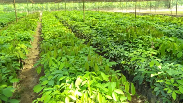 Perkebunan Karet.
