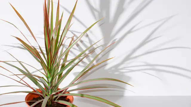 Red-edged Dracaena