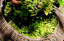 FOTO: Geliat Petani Memetik Cengkih Saat Masa Panen di Aceh