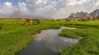 Terkenal gersang, ternyata Arab Saudi memiliki lembah hijau yang indah (Sumber foto: Brgnews.com)