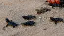 Sejumlah tukik saat dilepaskan di pantai al-Mansouri dekat kota Tyre, Lebanon selatan (31/7/2019). Pelepasan ratusan anak penyu ini bagian pelestarian hewan yang terancam punah. (AFP Photo/Mahmoud Zayyat)