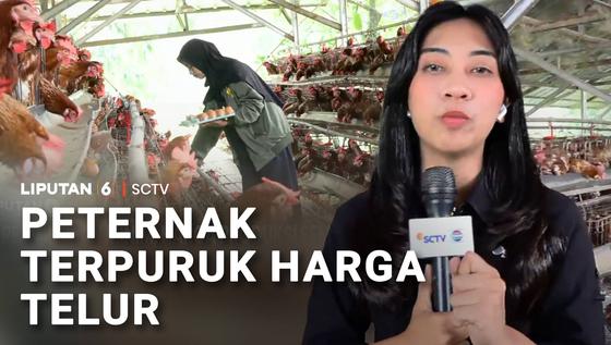Harga Telur Terpuruk, Peternak Ayam di Ujung Tanduk