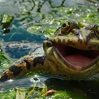  10 dari 40 Finalis Comedy Wildlife Photography Awards 2016 ? Boredpanda.com